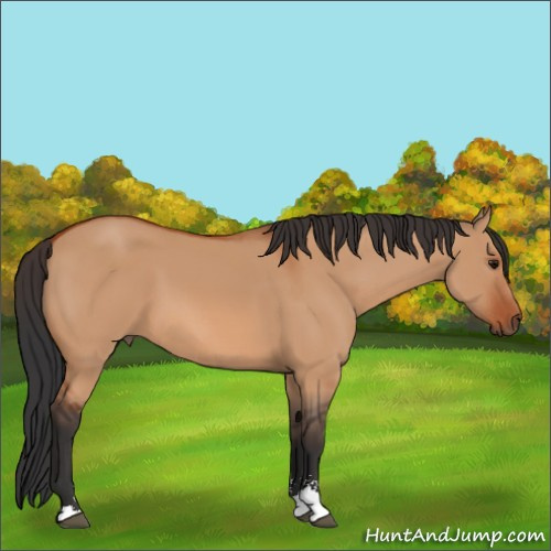Horse Color:Bay Dun Sabino 