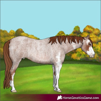 Horse Color:Red Roan Sabino Rabicano 