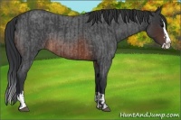 Horse Color:Brown Roan Splash Rabicano and Brown Roan Splash Rabicano