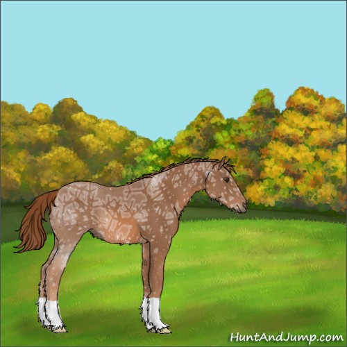 Horse Color:Chestnut Ice