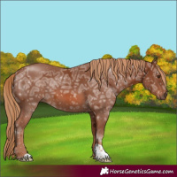 Horse Color:Chestnut Ice 