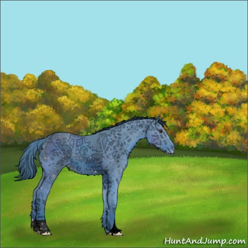 Horse Color:ERROR: UNKNOWN ANOMALY