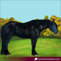 Horse Color:ERROR: UNKNOWN ANOMALY