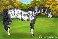 Horse Color:Black  and Black Frame 
