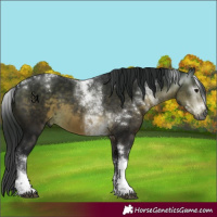 Horse Color:Gray Buckskin Tobiano