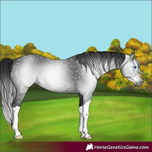 Horse Color:Gray Black Splash