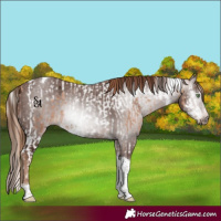 Horse Color:Gold Champagne Ice Splash Tobiano and Gray Chestnut Ice Tobiano