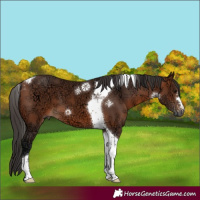 Horse Color:Bay Ice Tobiano 