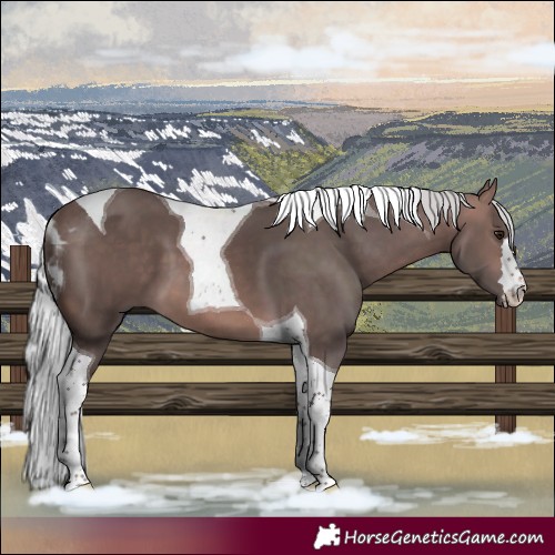 Horse Color:Platinum Silver Brown Tobiano 