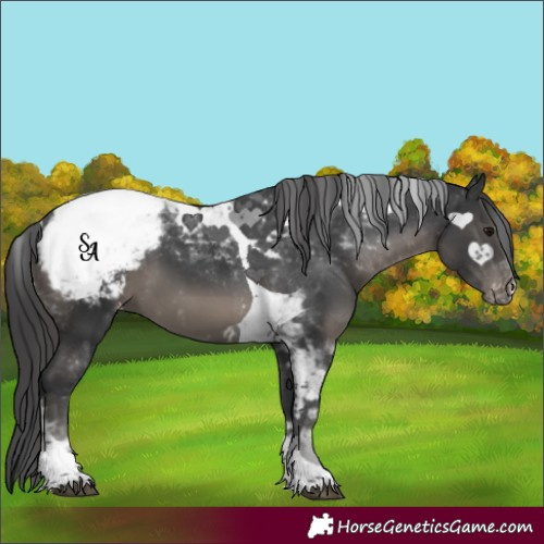 Horse Color:Black Tobiano Appaloosa 