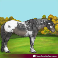 Horse Color:Black Tobiano Appaloosa 