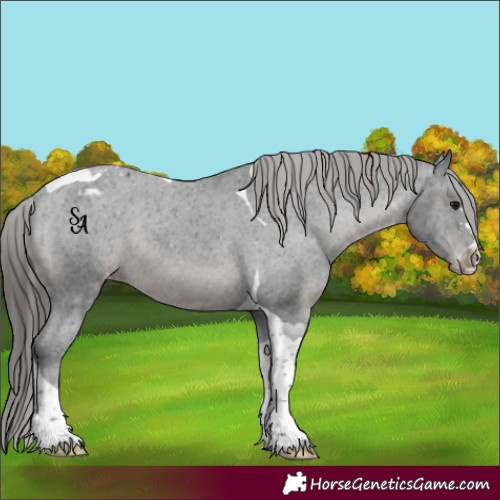 Horse Color:Black Tobiano Appaloosa 
