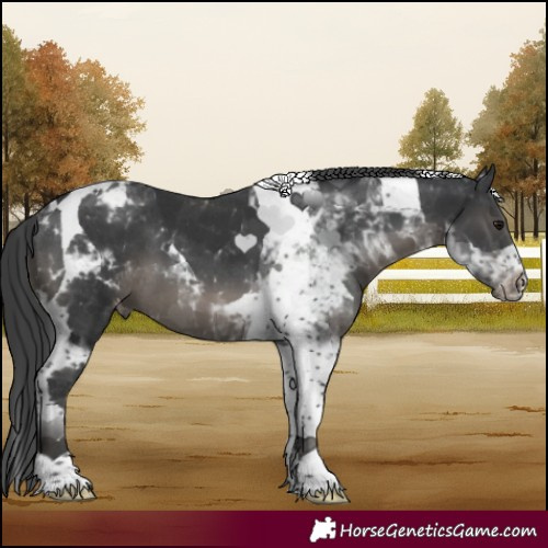 Horse Color:Black Tobiano Blanket 