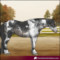 Horse Color:Black Tobiano Appaloosa 