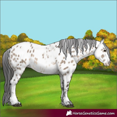 Horse Color:Brown Dun Tobiano Appaloosa 