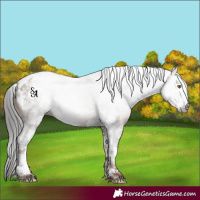 Horse Color:Gray Classic Champagne Tobiano Appaloosa 