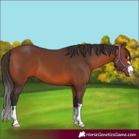 Horse Color:Bay 
