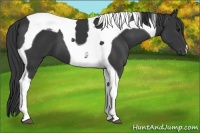 Horse Color:Black Tobiano 