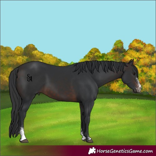 Horse Color:Brown Mushroom Sabino 