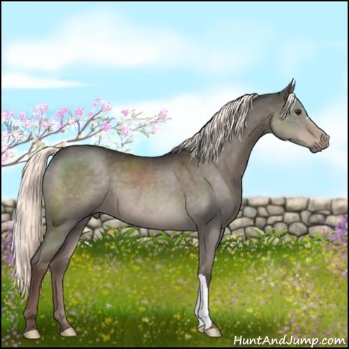 Horse Color:Liver Red Dun Mushroom 