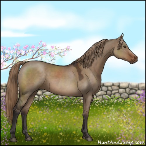 Horse Color:Liver Red Dun 