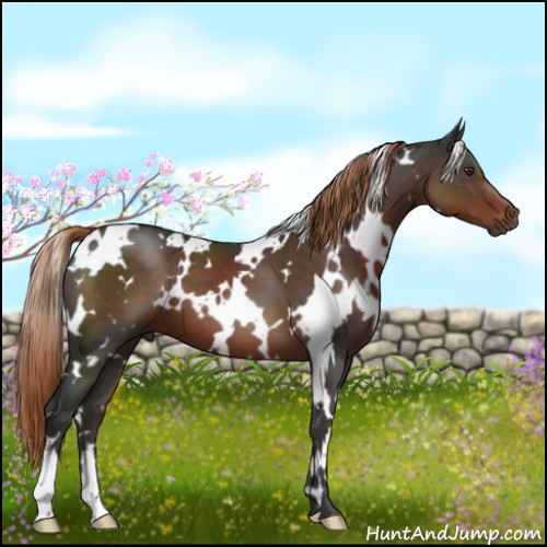 Horse Color:White Spotted Liver Chestnut 