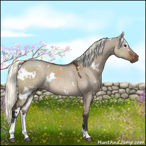 Horse Color:White Spotted Liver Red Dun Mushroom Sabino Rabicano 