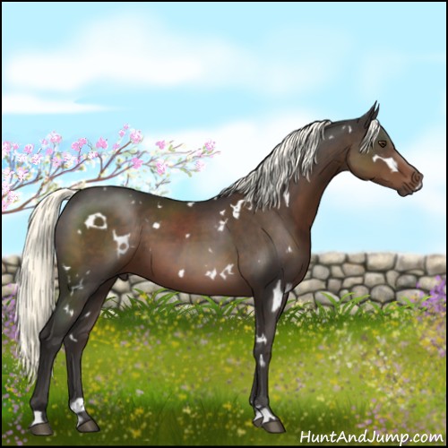 Horse Color:White Spotted Liver Chestnut Mushroom Sabino 