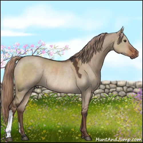 Horse Color:Liver Red Dun Rabicano 