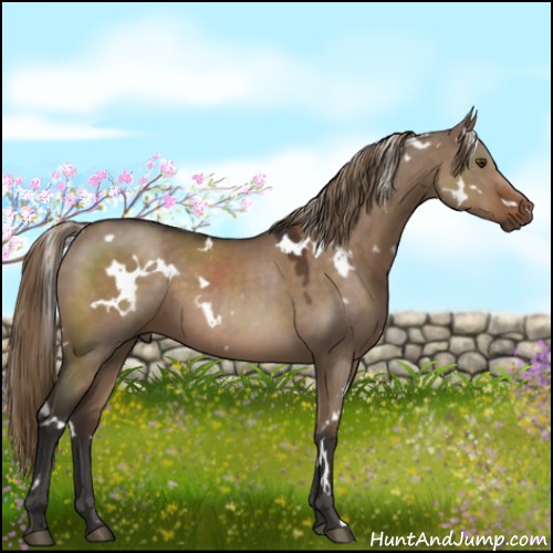 Horse Color:White Spotted Liver Red Dun 