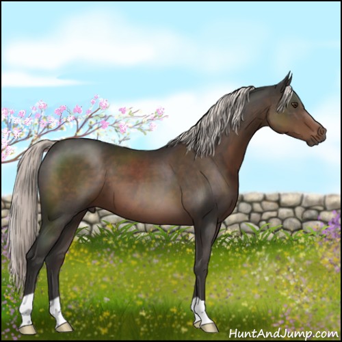 Horse Color:Liver Chestnut Mushroom 