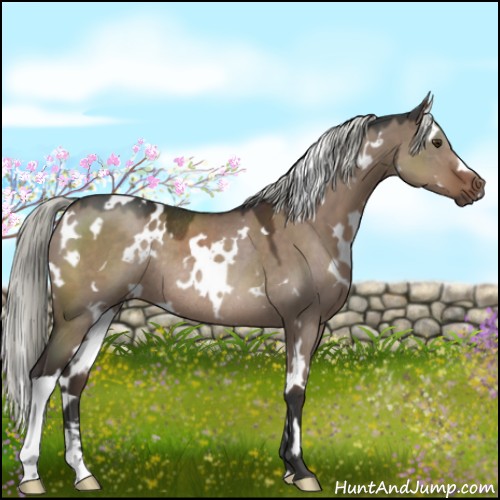 Horse Color:White Spotted Liver Red Dun Mushroom Sabino Rabicano 