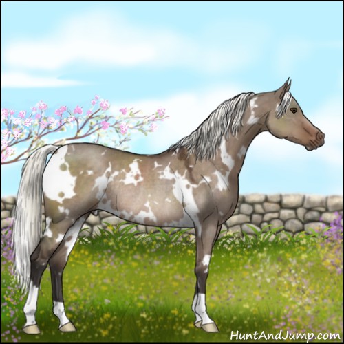 Horse Color:White Spotted Liver Red Dun Mushroom Rabicano 
