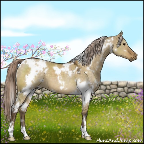 Horse Color:White Spotted Chocolate Palomino Dun 