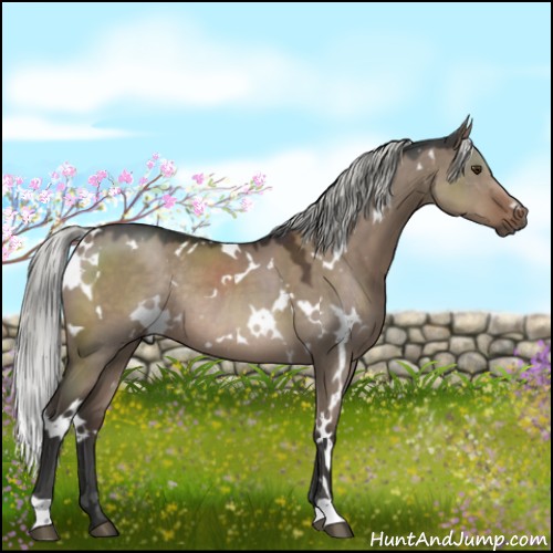 Horse Color:White Spotted Liver Red Dun Mushroom Rabicano 