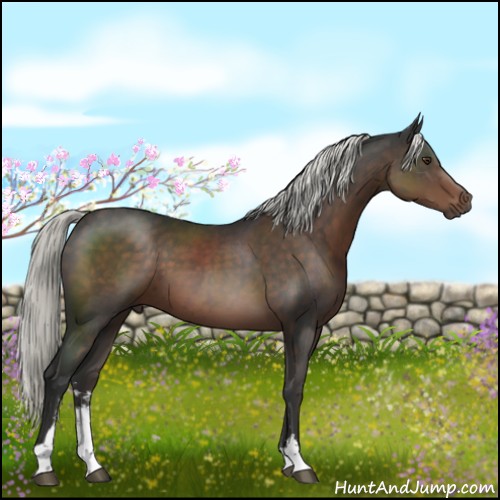 Horse Color:Liver Chestnut Mushroom Sabino 