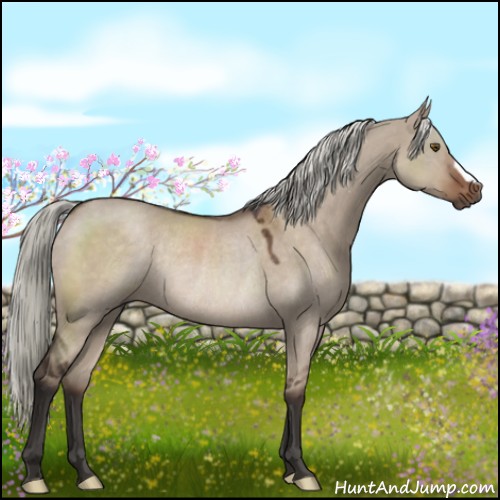 Horse Color:Liver Red Dun Mushroom Rabicano 