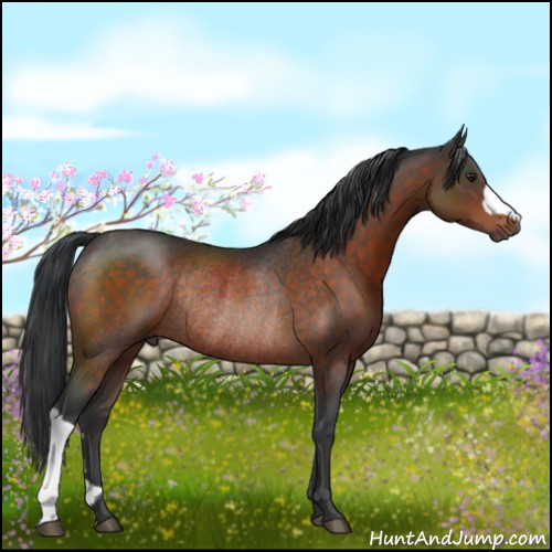 Horse Color:Brown Mushroom Rabicano 