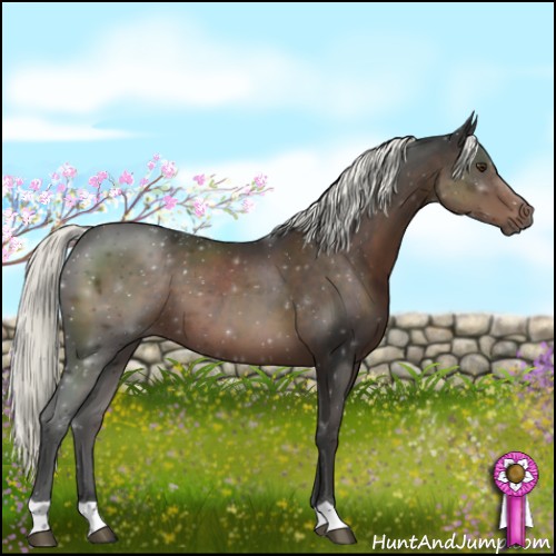 Horse Color:Liver Chestnut Mushroom 