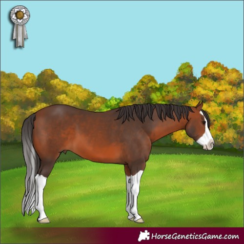Horse Color:Bay Splash