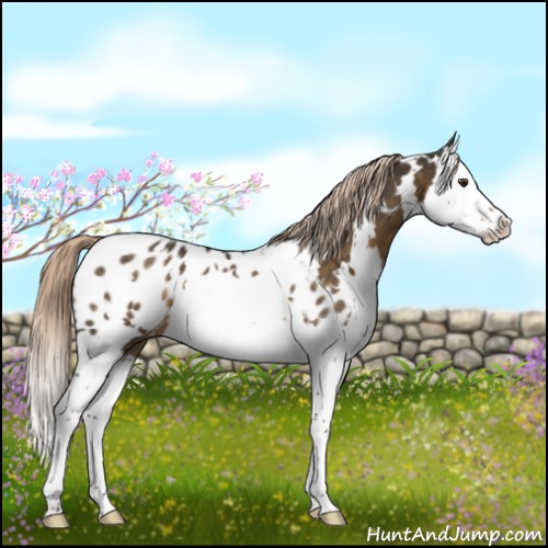 Horse Color:White Spotted Chocolate Palomino Splash Appaloosa 