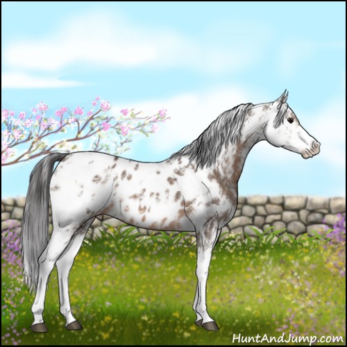 Horse Color:Brown Dun Sabino Appaloosa 