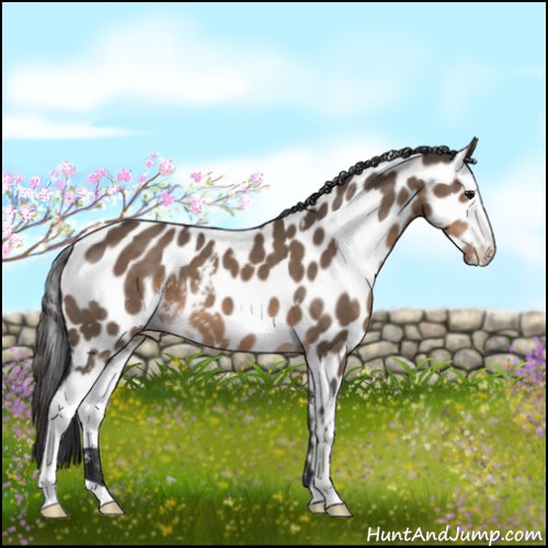 Horse Color:White Spotted Brown Dun Sabino Appaloosa 