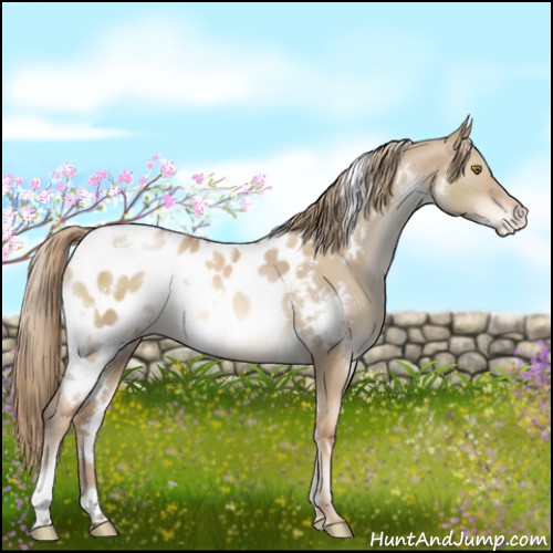Horse Color:White Spotted Liver Red Dun Pearl Appaloosa 