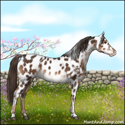 Horse Color:White Spotted Liver Chestnut Appaloosa 