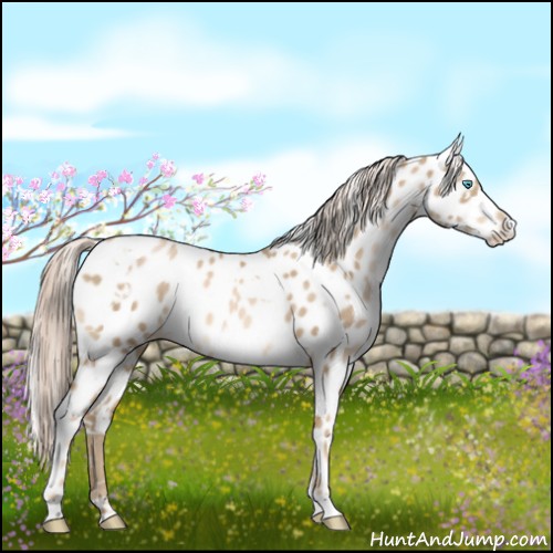 Horse Color:White Spotted Chocolate Palomino Pearl Appaloosa 