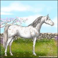 Horse Color:White Spotted Chocolate Palomino Pearl Appaloosa