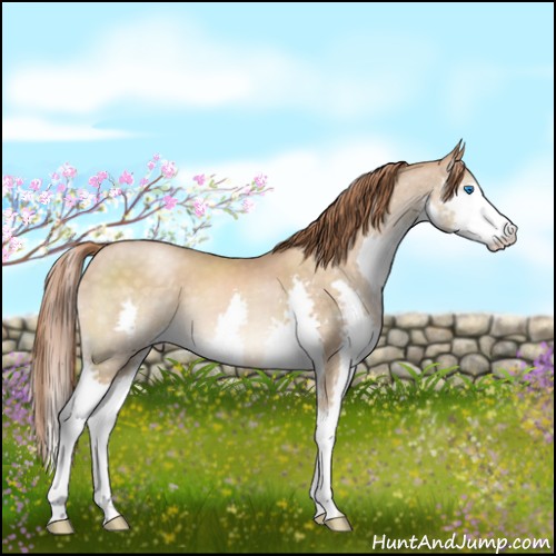 Horse Color:Buckskin Pearl Sabino Splash Appaloosa 