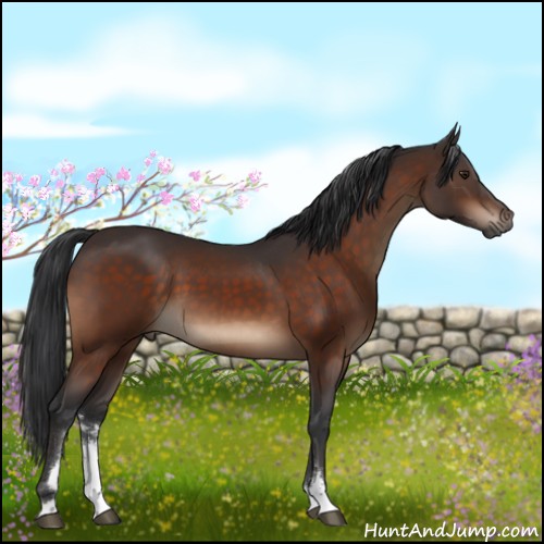 Horse Color:Brown Sabino 