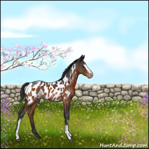 Horse Color:White Spotted Brown Sabino Appaloosa 